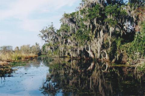 neworleansswamp1.jpg